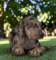 Tigger 2026 Male 2, a male Catahoula Leopard Dog for sale in Cumby, TX – 3 of 10