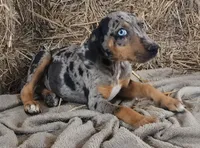 Jesse 2026 Female 5, a male Catahoula Leopard Dog for sale in Cumby, TX – 5 of 10