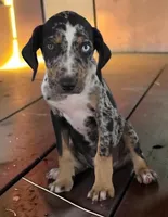 Tigger 2026 Male 3, a male Catahoula Leopard Dog for sale in Cumby, TX – 8 of 10