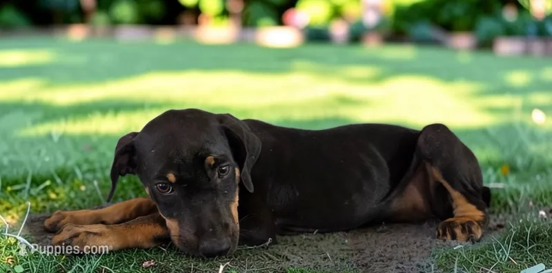 Gypsie 2026 Female 2 – Catahoula Leopard Dog puppy for sale in Cumby, TX