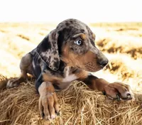Jesse 2026 Male 1, a male Catahoula Leopard Dog for sale in Cumby, TX – 6 of 9