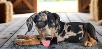 Bug 2026 Female 1, a female Catahoula Leopard Dog for sale in Cumby, TX – 9 of 10