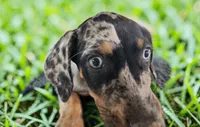 Bug 2026 Female 1, a female Catahoula Leopard Dog for sale in Cumby, TX – 8 of 10