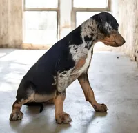 Jesse 2026 Female 4, a male Catahoula Leopard Dog for sale in Cumby, TX – 7 of 9