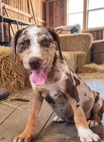Moon Shine 2026 Female 2, a female Catahoula Leopard Dog for sale in Cumby, TX – 2 of 8