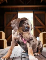 Moon Shine 2026 Female 2, a female Catahoula Leopard Dog for sale in Cumby, TX – 6 of 8