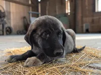 Aspen 2026 Male 2, a male Anatolian Shepherd Dog for sale in Cumby, TX – 5 of 6