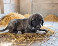 Aspen 2026 Male 3, a male Anatolian Shepherd Dog for sale in Cumby, TX – 4 of 5