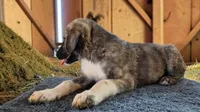 Aspen 2026 Male 4, a male Anatolian Shepherd Dog for sale in Cumby, TX – 7 of 8