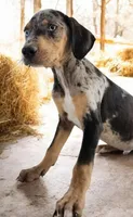 Jesse 2026 Male 1, a male Catahoula Leopard Dog for sale in Cumby, TX – 3 of 9