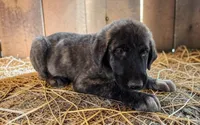 Aspen 2026 Male 2, a male Anatolian Shepherd Dog for sale in Cumby, TX – 4 of 6