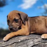 Houdini Female 2, a female Catahoula Leopard Dog for sale in Cumby, TX – Photo 5 of 10