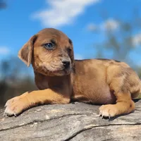 Houdini Female 2, a female Catahoula Leopard Dog for sale in Cumby, TX – Photo 3 of 10