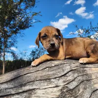 Houdini Female 2, a female Catahoula Leopard Dog for sale in Cumby, TX – Photo 4 of 10