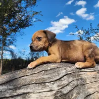 Houdini Female 2, a female Catahoula Leopard Dog for sale in Cumby, TX – Photo 10 of 10