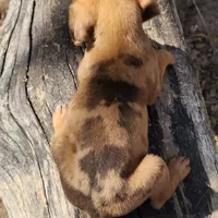 Houdini Female 2, a female Catahoula Leopard Dog for sale in Cumby, TX – Photo 9 of 10