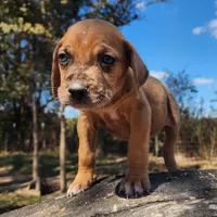 Houdini Female 2, a female Catahoula Leopard Dog for sale in Cumby, TX – Photo 8 of 10