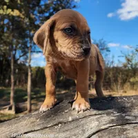 Houdini Female 2, a female Catahoula Leopard Dog for sale in Cumby, TX – Photo 6 of 10