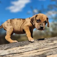 Houdini Female 2, a female Catahoula Leopard Dog for sale in Cumby, TX – Photo 1 of 10