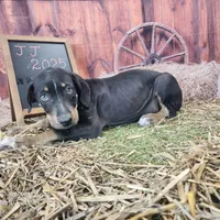 JJ Female 1, a female Catahoula Leopard Dog for sale in Cumby, TX – Photo 1 of 7