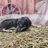 JJ Female 1, a female Catahoula Leopard Dog for sale in Cumby, TX – Photo 4 of 7