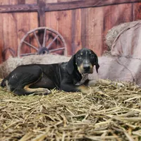 JJ Female 1, a female Catahoula Leopard Dog for sale in Cumby, TX – Photo 5 of 7