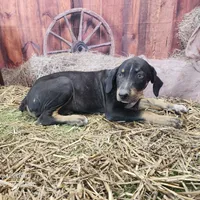 JJ Female 1, a female Catahoula Leopard Dog for sale in Cumby, TX – Photo 2 of 7