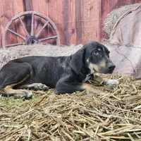 JJ Female 1, a female Catahoula Leopard Dog for sale in Cumby, TX – Photo 6 of 7