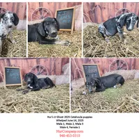 JJ Female 1, a female Catahoula Leopard Dog for sale in Cumby, TX – Photo 7 of 7