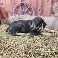 JJ Female 1, a female Catahoula Leopard Dog for sale in Cumby, TX – Photo 3 of 7
