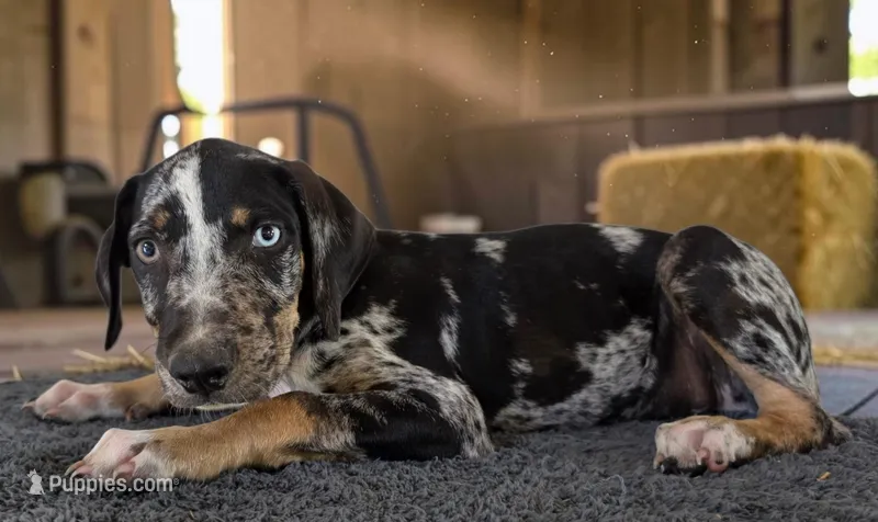 Gypsie 2026 Male 3 – Catahoula Leopard Dog puppy for sale in Cumby, TX