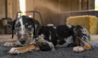 Gypsie 2026 Male 3, a male Catahoula Leopard Dog for sale in Cumby, TX – 1 of 10