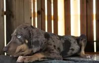 Tracy 2026 Male 2, a male Catahoula Leopard Dog for sale in Cumby, TX – 4 of 10