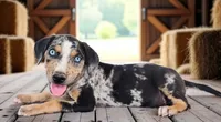 Moon Shine 2026 Male 1, a male Catahoula Leopard Dog for sale in Cumby, TX – 1 of 6