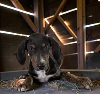 Tracy 2026 Female 1, a female Catahoula Leopard Dog for sale in Cumby, TX – 3 of 10