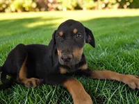 Gypsie 2026 Female 3, a female Catahoula Leopard Dog for sale in Cumby, TX – 4 of 8