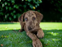 Tigger 2026 Female 3, a female Catahoula Leopard Dog for sale in Cumby, TX – 7 of 10