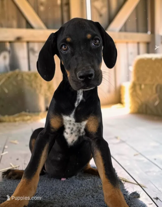 Tracy 2026 Male 3 – Catahoula Leopard Dog puppy for sale in Cumby, TX