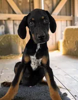 Tracy 2026 Male 3, a male Catahoula Leopard Dog for sale in Cumby, TX – 1 of 8