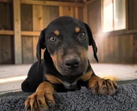 Gypsie 2026 Male 1, a male Catahoula Leopard Dog for sale in Cumby, TX – 6 of 8