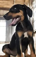 Jesse 2026 Female 2, a male Catahoula Leopard Dog for sale in Cumby, TX – 2 of 8