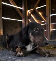 Tracy 2026 Female 1, a female Catahoula Leopard Dog for sale in Cumby, TX – 4 of 10