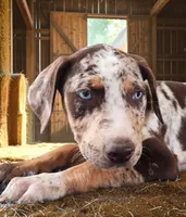 Moon Shine 2026 Female 2, a female Catahoula Leopard Dog for sale in Cumby, TX – 4 of 8