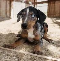Jesse 2026 Female 3, a male Catahoula Leopard Dog for sale in Cumby, TX – 6 of 8