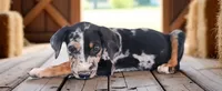 Moon Shine 2026 Female 1, a female Catahoula Leopard Dog for sale in Cumby, TX – 9 of 9