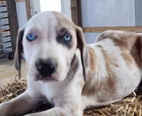 Duchess 2026 Male 1, a male Catahoula Leopard Dog for sale in Cumby, TX – 4 of 8