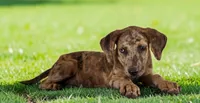 Tigger 2026 Female 3, a female Catahoula Leopard Dog for sale in Cumby, TX – 8 of 10