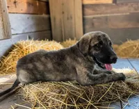 Aspen 2026 Female 1, a female Anatolian Shepherd Dog for sale in Cumby, TX – 3 of 6
