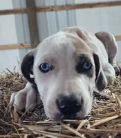 Duchess 2026 Male 1, a male Catahoula Leopard Dog for sale in Cumby, TX – 2 of 8