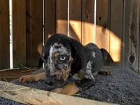 Gypsie 2026 Male 2, a male Catahoula Leopard Dog for sale in Cumby, TX – 5 of 10